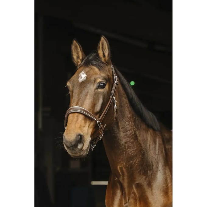 Leer halster voor paard Norton Rock