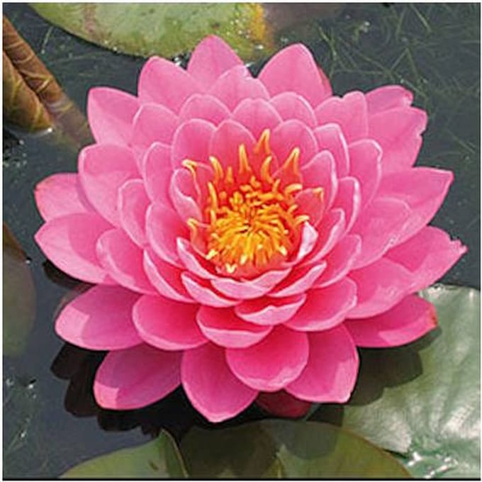 Moerings Nymphaea Fire Opal | Waterlelie | In 11CM pot