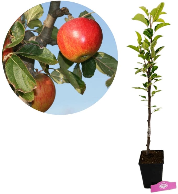 Malus domestica 'Elstar' appelboom, 1,5 liter pot