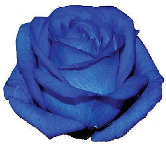 12x Rosa mondial blue 60cm