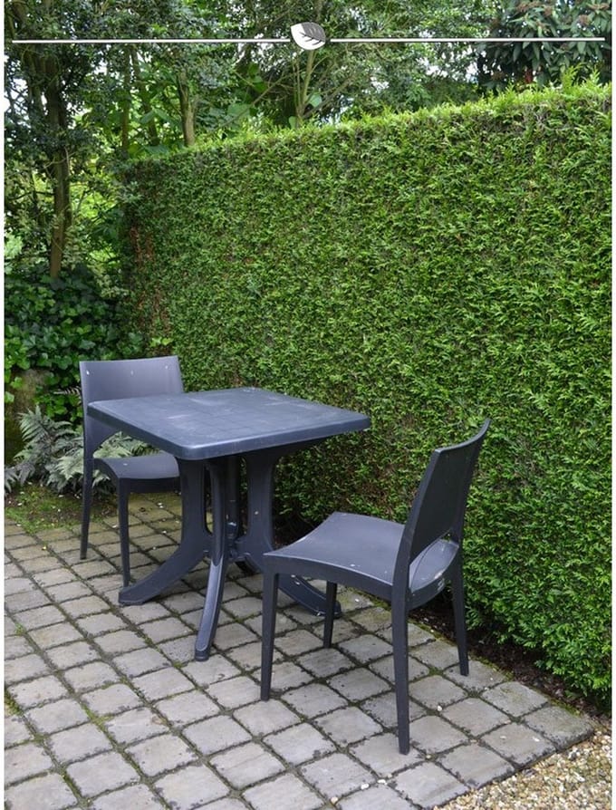 Levensboom Thuja plicata Martin 100-120 cm, 40x Haagplant