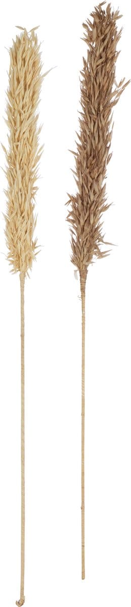 J-Line droogbloemen Oogst 2 Stukken - rotin/pluim - naturel