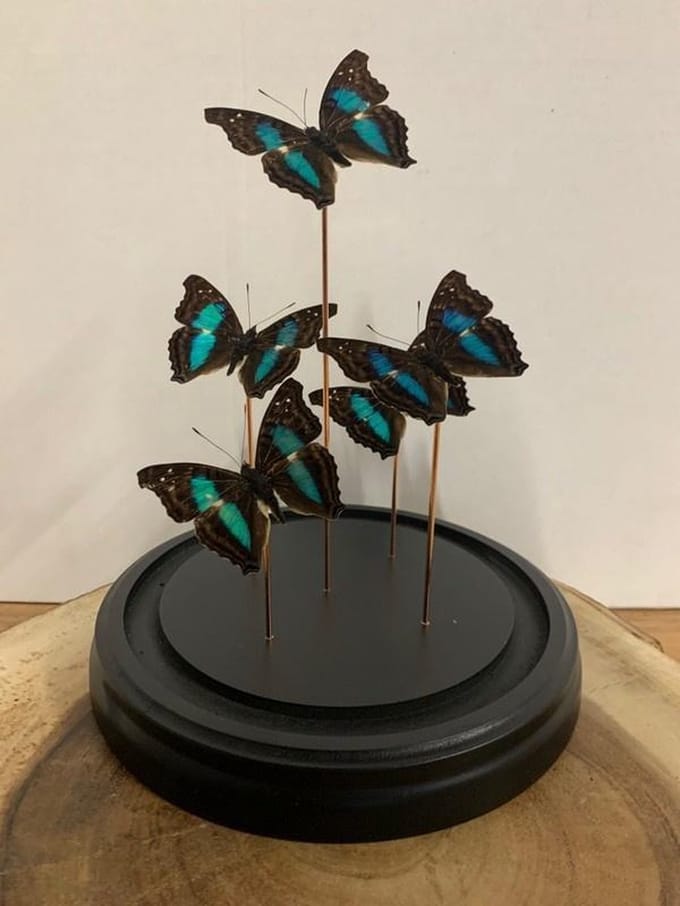 Stolp met Graphium Sarpedon (5)