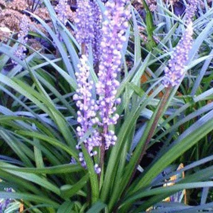 6 x Liriope Muscari 'Ingwersen' - Leliegras pot 9x9cm