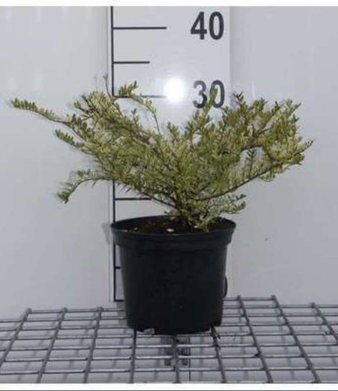 2 x Lonicera nit. 'Lemon Beauty' - Chinese Kamperfoelie 25- 30 cm in pot