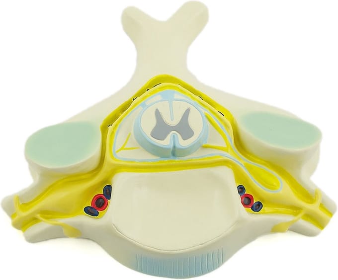Het menselijk lichaam - anatomie model wervel met ruggenmerg