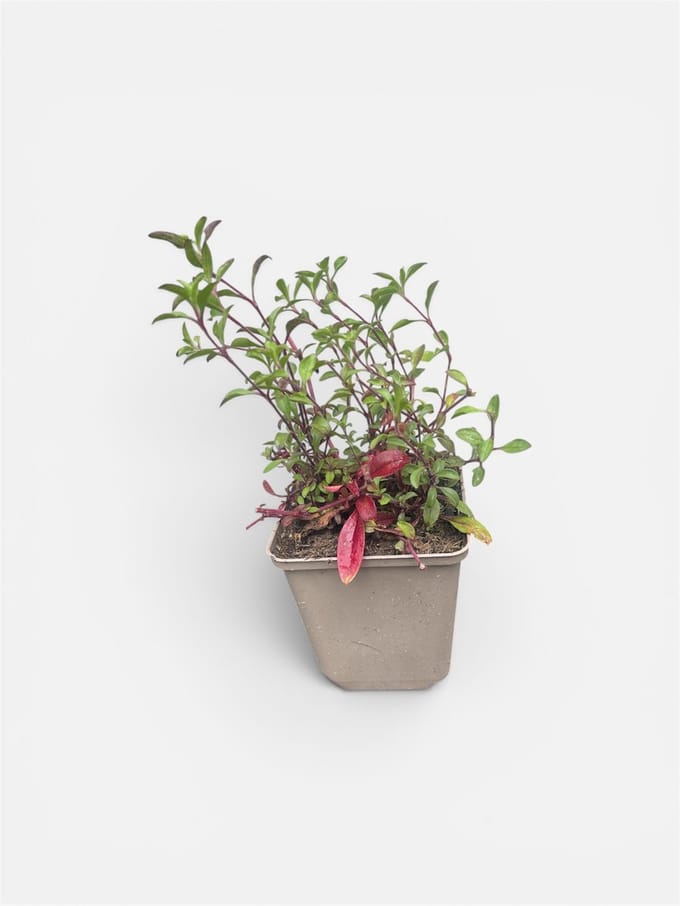 6x Zeepkruid - Saponaria ocymoides | 9x9 cm pot