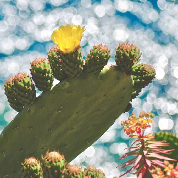Geurolie - Cactus Bloem - 250 ml