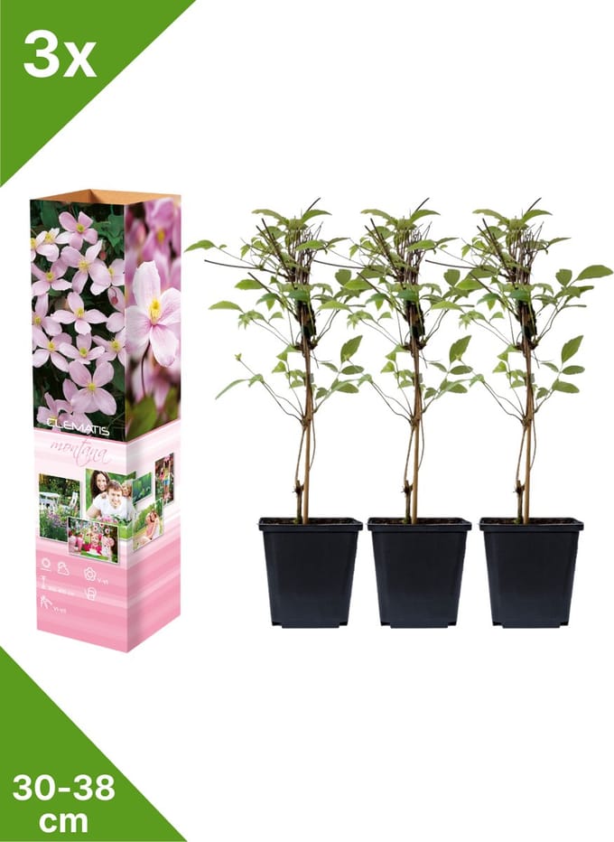 GARDENZO - 3x Bosrank Roze - Clematis montana 'Rubens'- in P9 pot