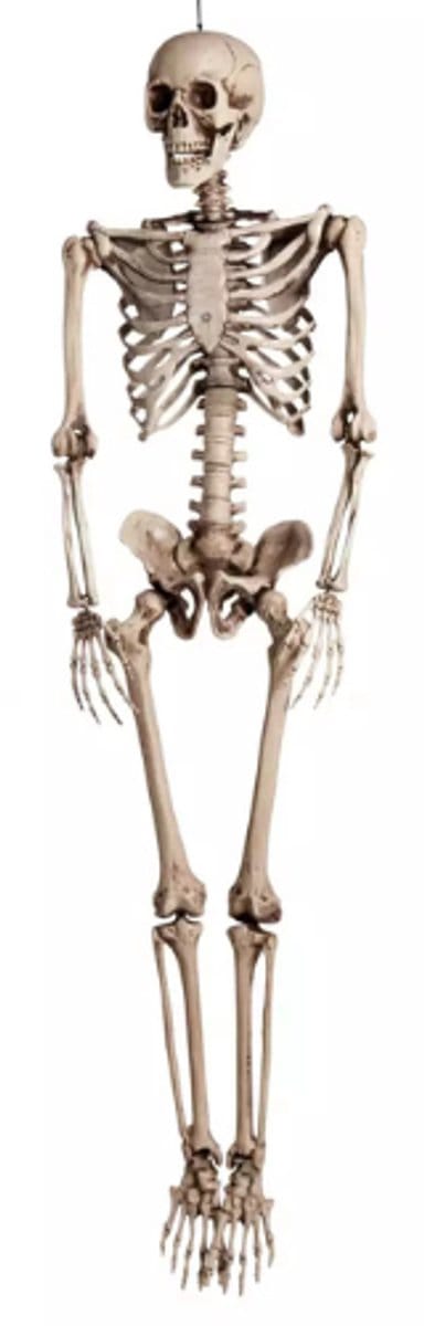 Halloween skelet 1,60m