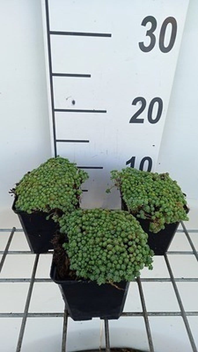 6x Sedum hispanicum ( 'Glaucum')