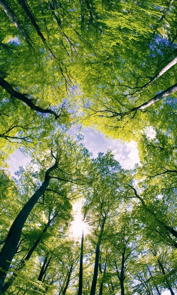 Fotobehang - Trees 150x250cm - Vliesbehang