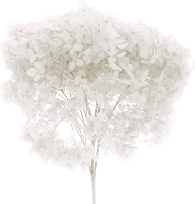 Boeket van gedroogde bloemen Artemio