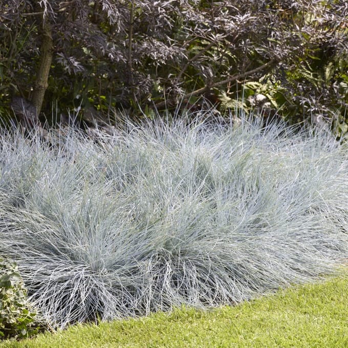 Festuca Glauca Intense Blue - Set van 4 - Blauw Schapengras - Pot 2 Liter - Wintergroen