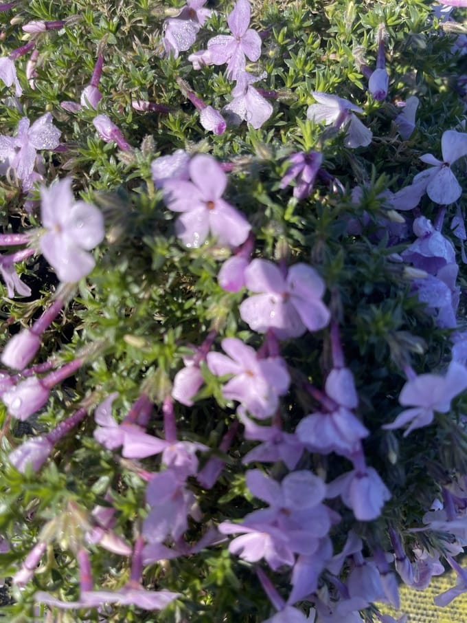 6x Vlambloem - Phlox 'Lilac Cloud' | 9x9 cm pot