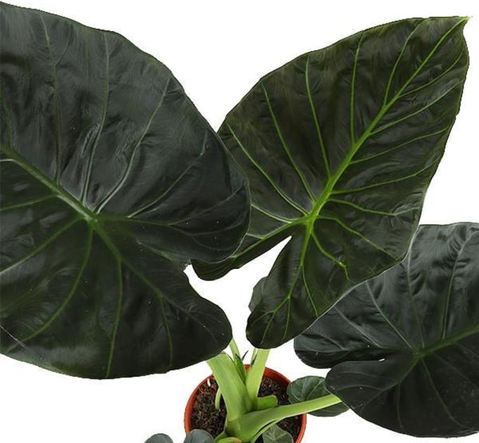 Alocasia Regal Shield Ø21cm - 100cm in Albury NATURAL mand
