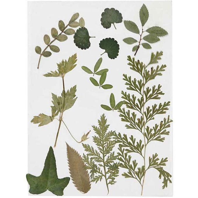 Creativ Company Gedroogde Bladeren, Groen, 1 Doos