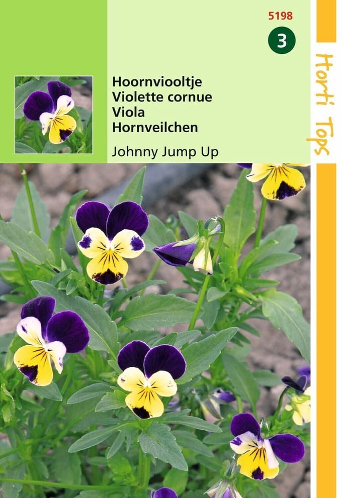 2 stuks Hortitops Viola Cornuta Johnny Jump Up Helen Mount