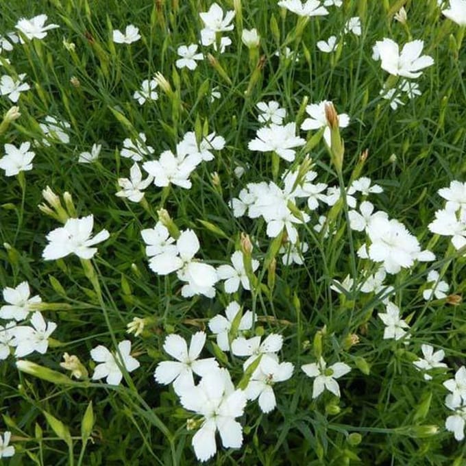 6 x Dianthus Deltoides 'Albiflorus' - Steenanjer Pot 9x9 cm - Witbloeiende Rotsplant