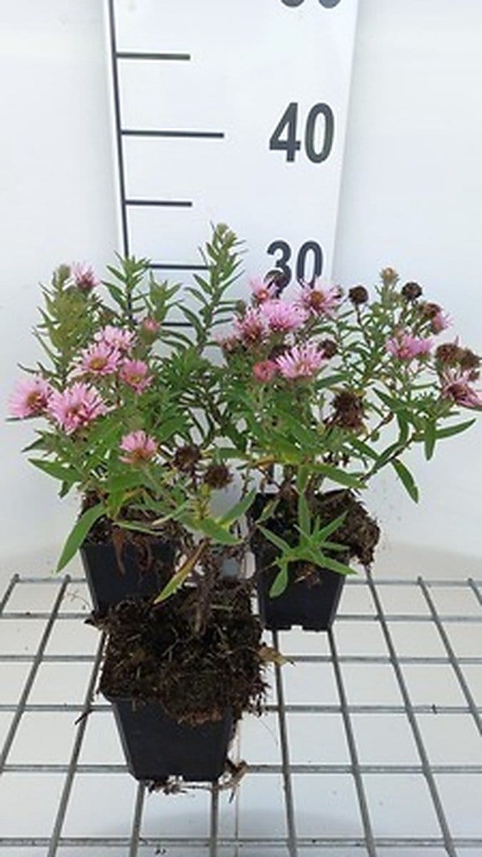 6x Aster - Aster n.a. 'Harrington's Pink' | 9x9 cm pot