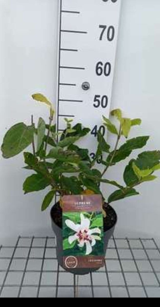 Calycanthus 'Venus' - Specerijstruik 40- 60 cm in pot