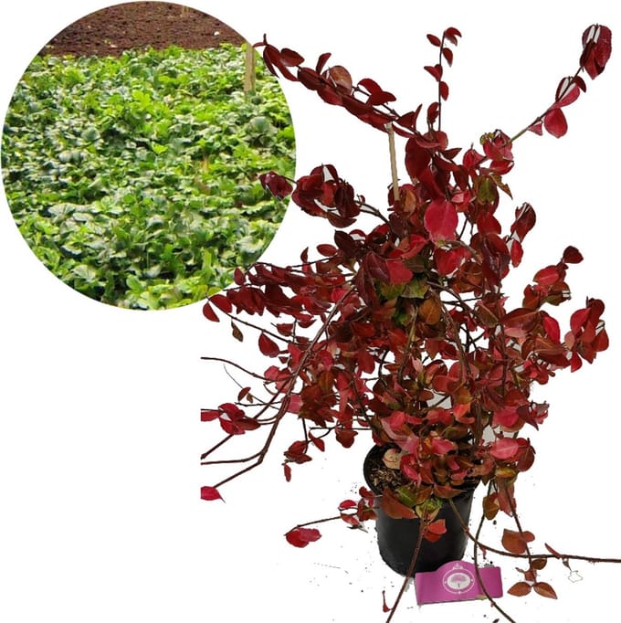 Euonymus fortunei 'Hort's Blaze', Kardinaalsmuts, 2 liter pot