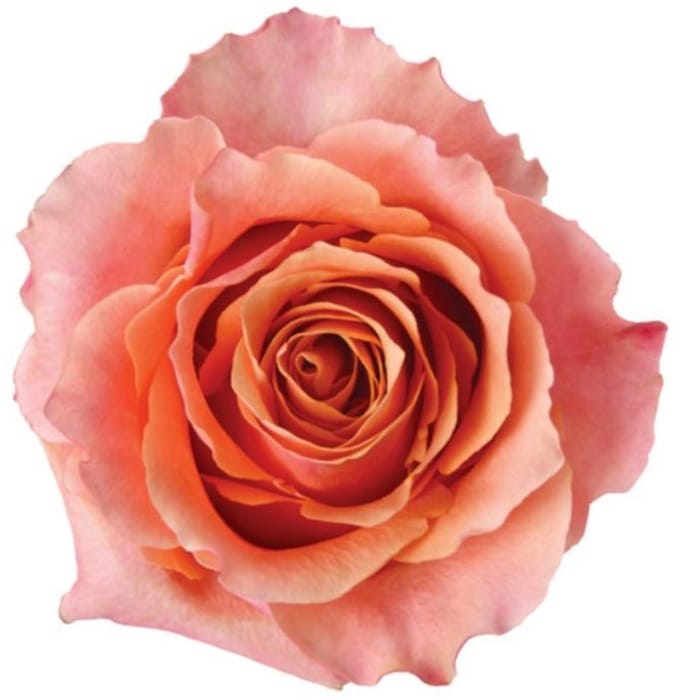 25x Rosa carpe diem+ 50cm