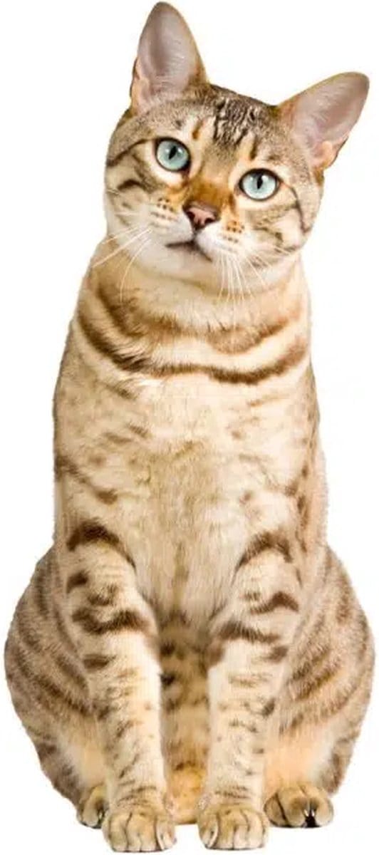 Muursticker Kat - Bengaalse Kat 20cm x 45cm - Raamsticker Kat - Kattensticker - Decoratiesticker - Interieur sticker -