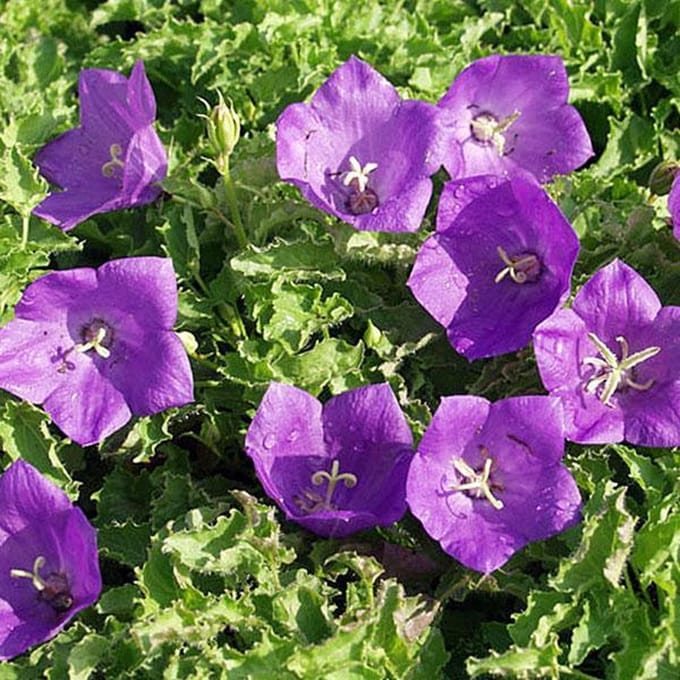 6 x Campanula Carpatica 'Blue Clips' - Karpatenklokje pot 9x9cm, blauw bloeiend en compact