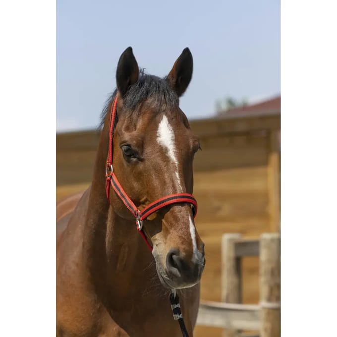Satijnen paardenhalster Norton