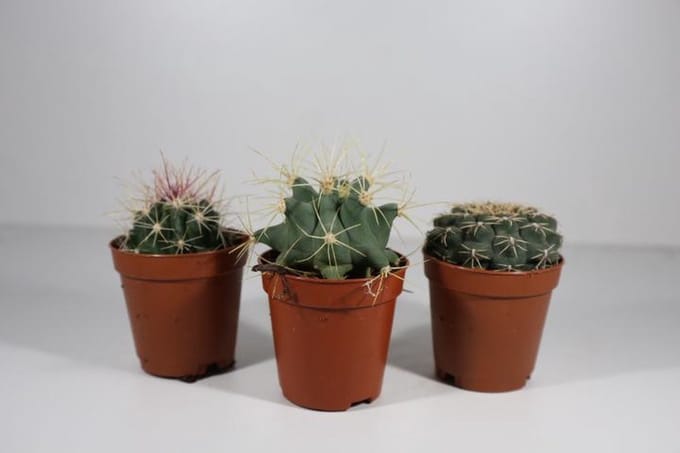 Succulux Cactussen Mix - 3 Cactussen Ø 5,5 cm Pot - Mini Kamerplanten