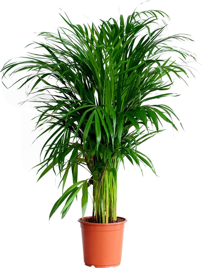 PLNTS - Areca Lutescens - Kamerplant - Kweekpot 21 cm - Hoogte 90 cm
