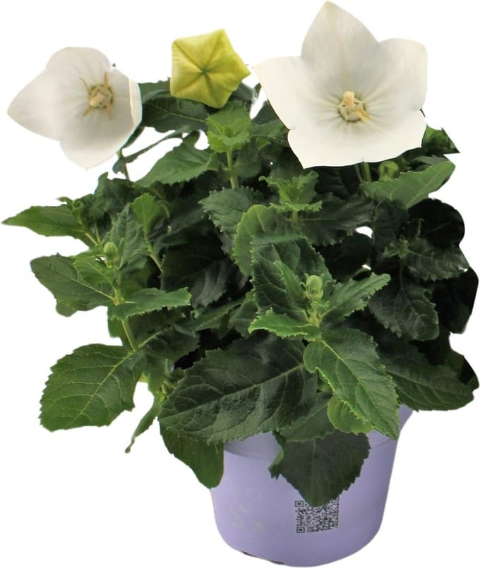 Plantenboetiek.nl | Platycodon White - Ø12cm - 22cm hoog - Tuinplant