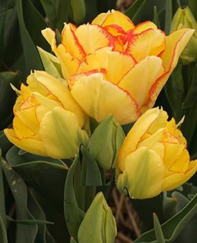 Aquilla Multiflora Tulpenbollen 7 stuks bolmaat 12+
