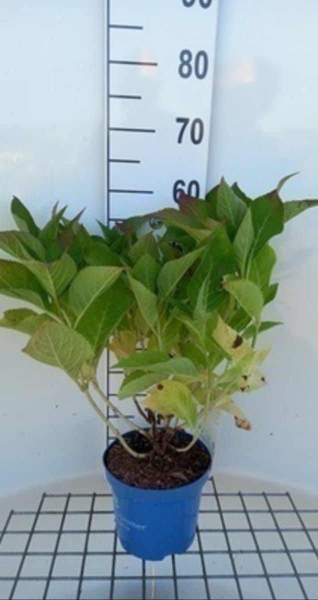 2 x Hydrangea macr. 'Endless Summer Bloomstar Blue'® - Hortensia 25- 30 cm in pot
