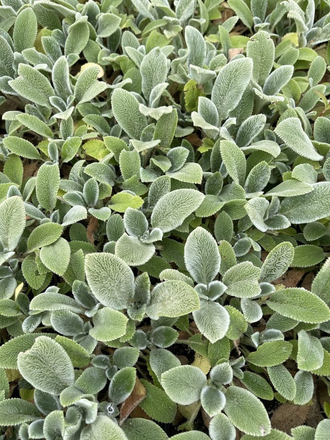 6x Ezelsoor - Stachys byz. 'Silver Carpet' | 9x9 cm pot