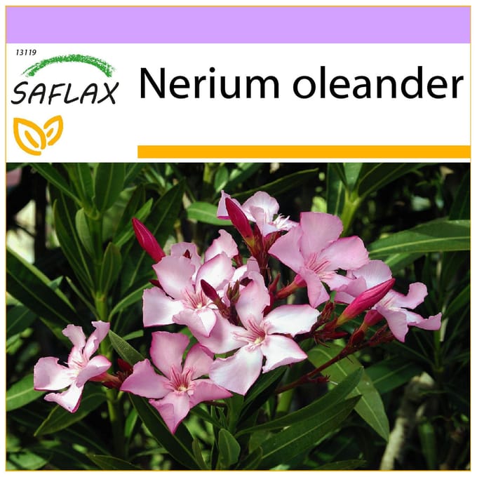 SAFLAX - Oleander - 50 zaden - Nerium oleander