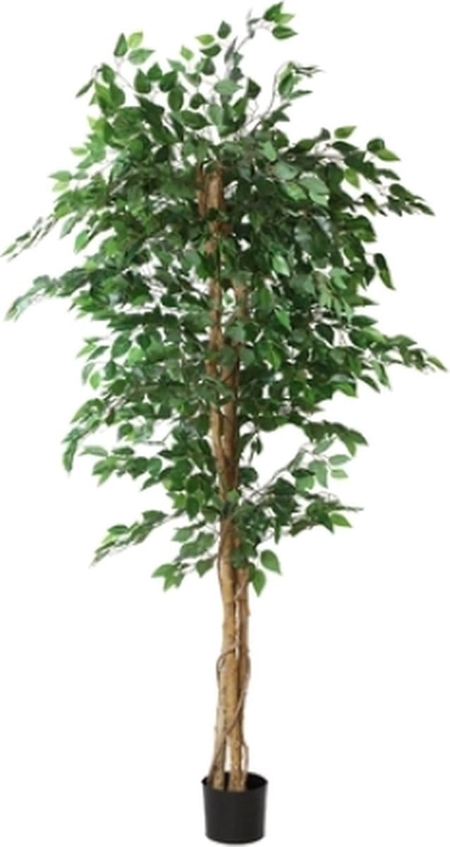 Ficus benjamina L groen-L160B160H210CM