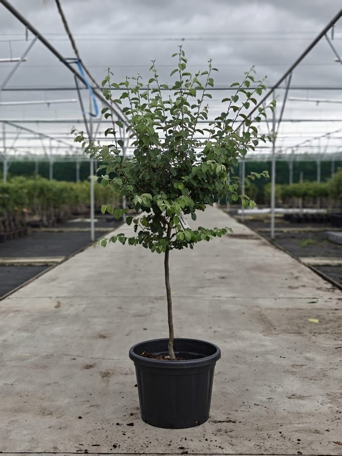 Cydonia Oblonga 'Champion' - Oude Kweeperenboom - Onderstam Kwee A - 45L pot - ca. 2m
