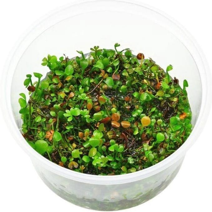 Marsilea Hirsuta - Aquariumplant In Vitro - Moerings