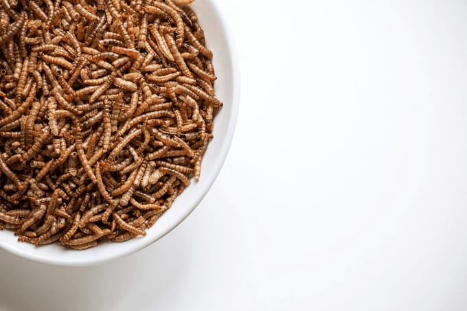 Kippenpakket.nl - Kippensnacks - Gedroogde Meelwormen 1L Hersluitbare Stazak - Rijk aan eiwitten - Werkt Antibacterieel