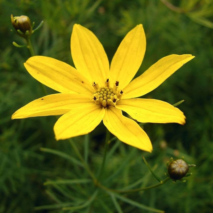 6 x Coreopsis Verticillata - Meisjesogen Pot 9x9cm - Zonnige Geelbloeier
