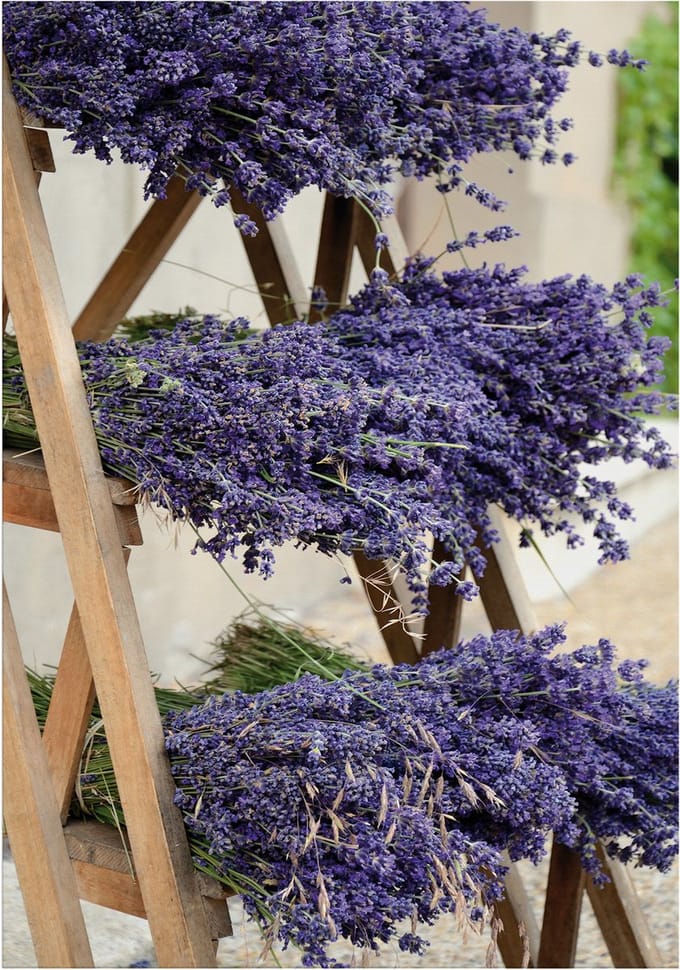 Art for the Home Buitencanvas Gedroogde Lavendel