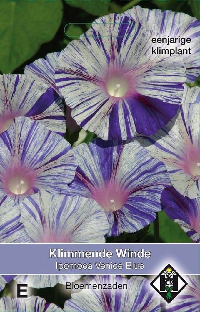 2 stuks Van Hemert & Co Ipomoea purpurea Venice Blue