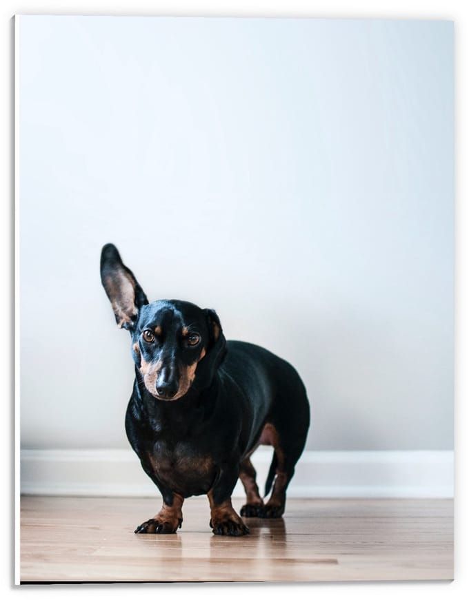 Forex - Zwarte Teckel  - 30x40cm Foto op Forex