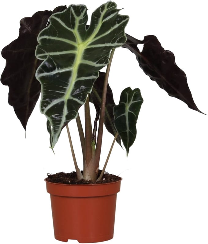 Alocasia Polly - Hoogte 30cm - Pot 12cm