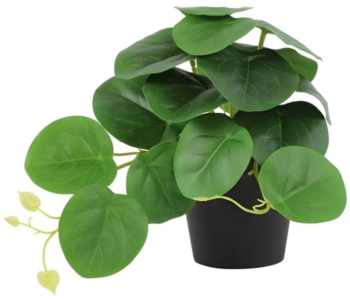 Countryfield-Kunstplant-peperomia-groen-hoogte 17 cm