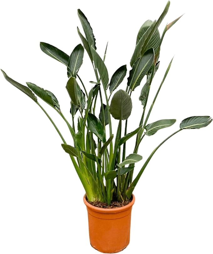 Strelitzia Reginae XL - 160cm - ⌀30