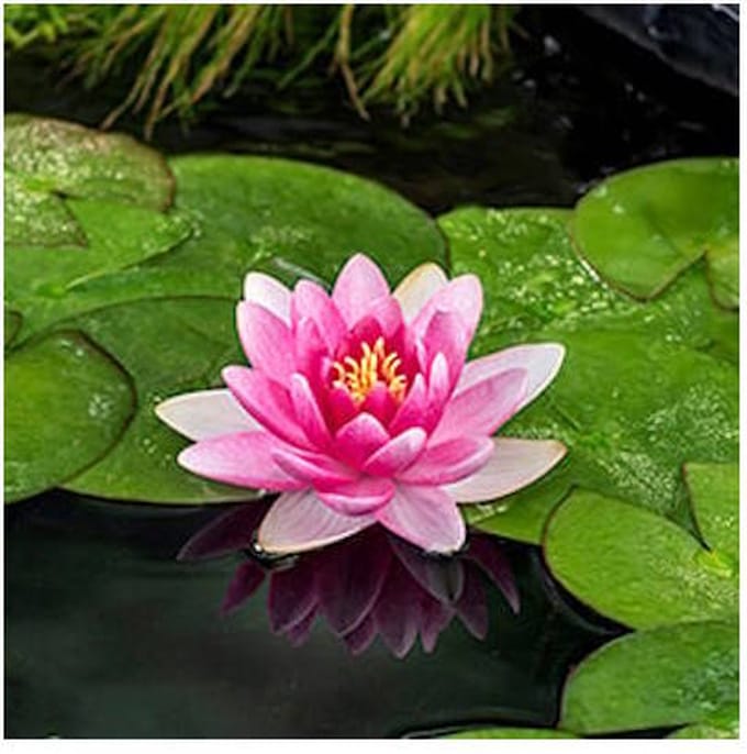 Moerings Nymphaea Charles de Meurville | Waterlelie | In 3L Mand