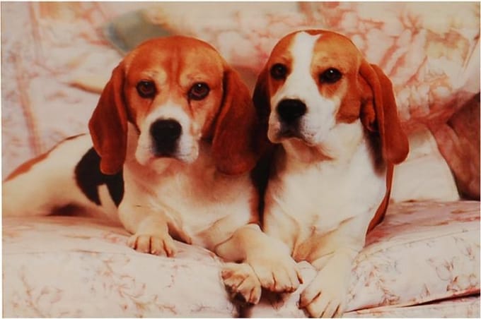 3d poster Beagles